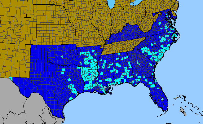 The range of Oxalis articulata